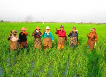 Photography in Caspian Paddy Fields