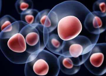 Stem Cells Show Promise in Skin Rejuvenation | Financial Tribune