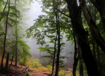 Day in the Forest