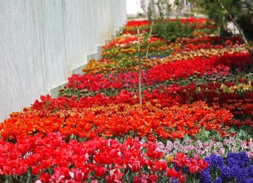 120k Tulip-Covered Sidewalk