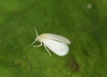 The silver leaf whitefly, seen in Tehran, is harmless to humans. 