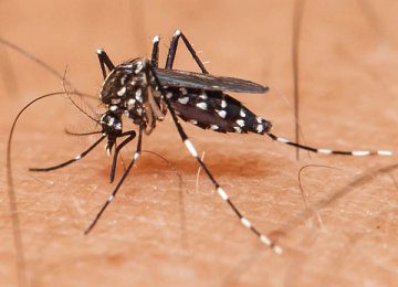 India Reports Zika Virus