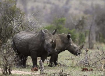 Africa Travel Industry Alarmed by Wildlife Losses  