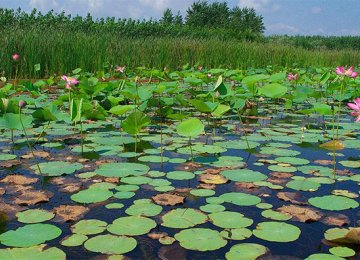 Anzali Wetland has been a Montreux Record site since 1993.