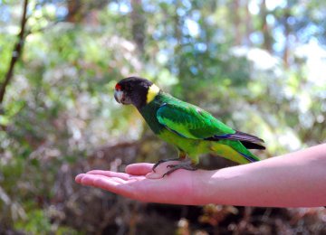 Climate Change Lengthens Australian Bird Wings