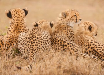 New Asiatic Cheetahs Spotted 