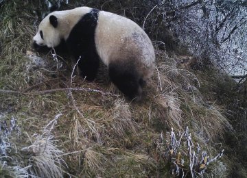 Wild Panda Cubs Sighted in China Quake Site