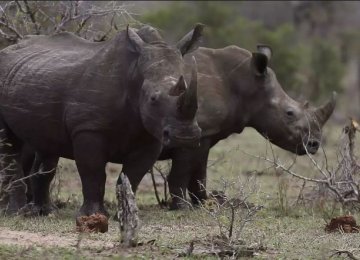 China Looks to S. Africa to Save Rhinos