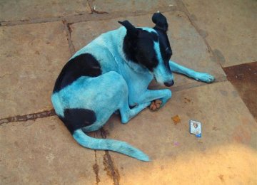 Stray Dogs Turning Blue in India