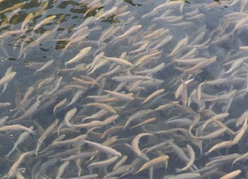 15,000 Fish Released Into Dez River