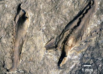 Fossil of Giant Worm Found in Canadian Museum