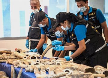 Ivory Haul Seized in Thailand