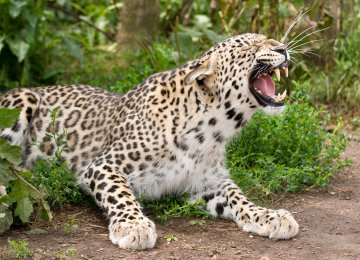 2 Persian Leopards Spotted in Semnan