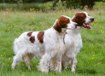 Six Irish  Dog Breeds Threatened