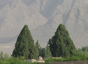 Heritage List Climbs Yazd Cypress Tree 