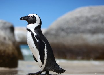 S. African Penguins on the Brink