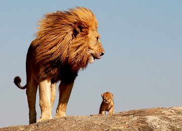 African Lions Facing Old Threats