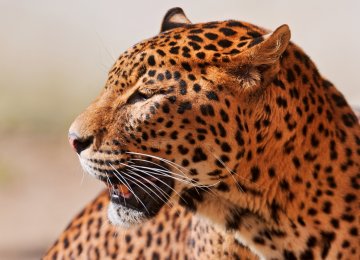 Persian Leopard Insurance Coverage Renewed