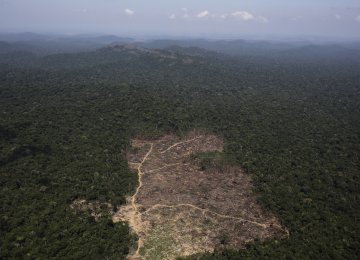 Deforestation  Up 57% in  Brazil&#039;s Forest