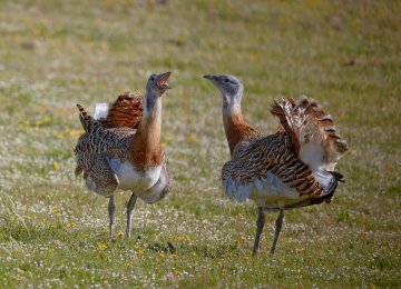 Fewer Than 50 Great Bustards in Iran