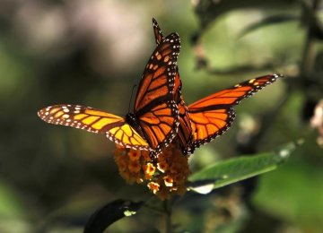 Calif. Monarch Butterflies Decline