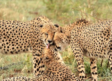 Asiatic Cheetahs Spotted in Semnan