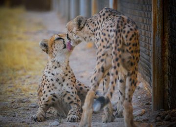 The possible cubs are expected to be born in the spring. 