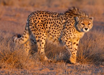 Only about 50 cheetahs remain in the wild, all of which are in Iran. (Photo: Masoud Mokhtari)