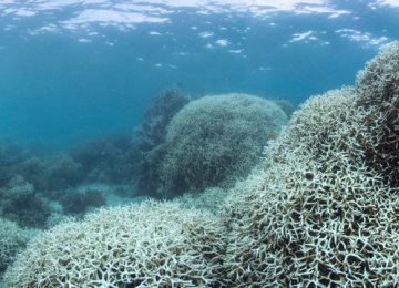 High Temperature Damages Persian Gulf Coral Species