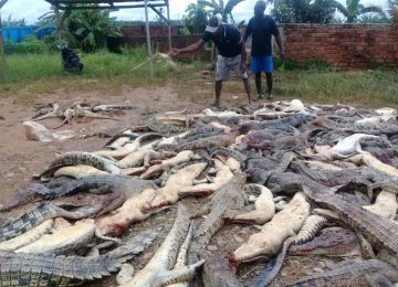 the mob headed to the crocodile farm armed with clubs, knives, machetes and shovels.