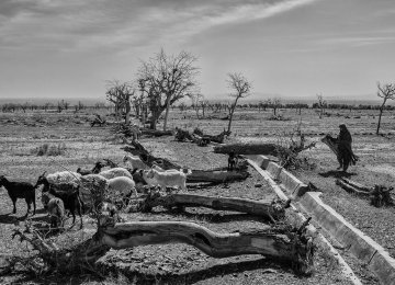 15-Fold Increase In Iran's Anti-Desertification Funding | Financial Tribune