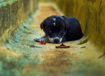 Activists demand better protection for stray dogs, especially in the wake of reports that they are put down inhumanely. 