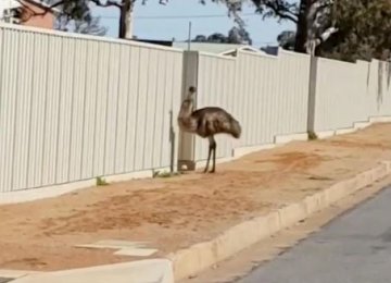The drought is driving flocks of emus into an outback mining town. 