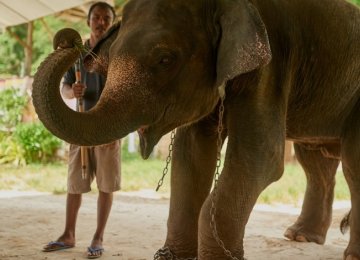 Expedia Joins Anti-Elephant Tourism Movement