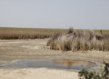 Wetland Fish Death Under Review