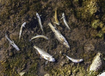 Excessive Water Withdrawal Killing Fish in NW River