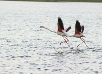 Trapped Flamingo Chicks Rescued in Fars Province