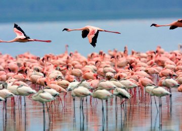 Around 10,000 flamingos are staying put at Urmia Lake and its vernal pools.