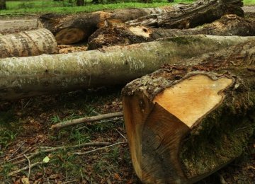 Forest Conservation Bill Taking Effect in Two Years