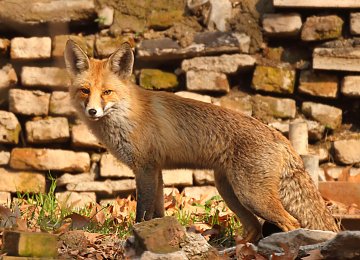 Having seen their habitat shrink as a result of urban encroachment, foxes often approach  human settlements in search of food.