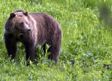 The number of grizzlies in the greater Yellowstone region has climbed to roughly 700 from 136 in 1975.