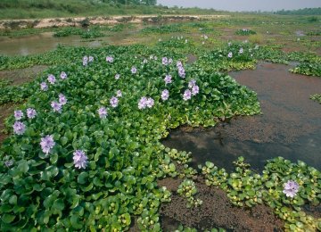 Water hyacinth has besieged the southernmost part of Anzali Wetland.