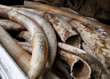30 Kg of Ivory Seized in Kenya