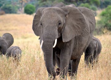 China to Ban Ivory Trade by 2018