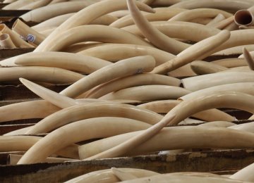 Charity Sets Up Fake Ivory Store in Singapore as Wake-Up Call
