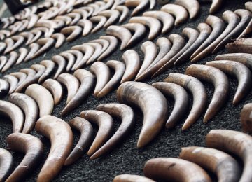 Ivory Prices Drop in Asia Following China&#039;s Ban