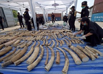 15 African Countries Praise China&#039;s Ivory Ban