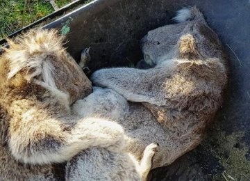 Koalas Starve as Habitat Comes Under Pressure