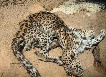 Persian Leopard Found Dead