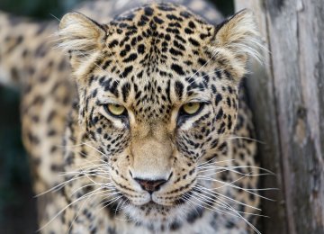 10 Persian Leopards Spotted in Fars Nat’l Park
